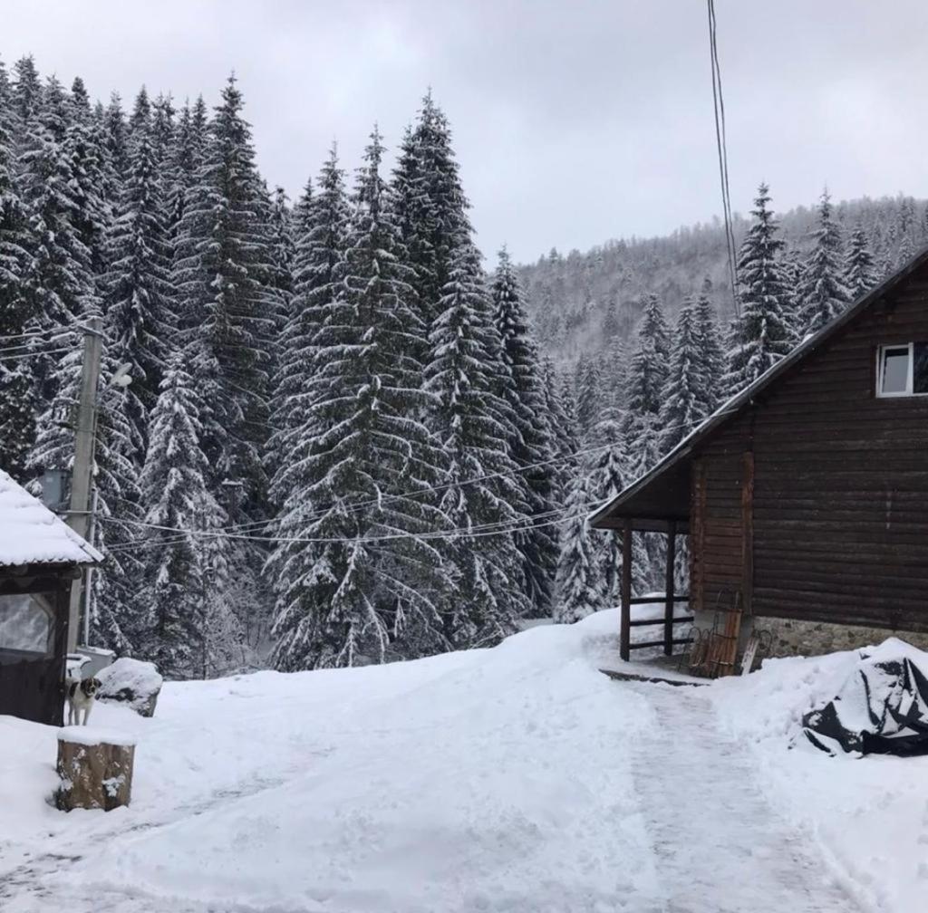 Cabana Patru Brazi Biharfüred Kültér fotó